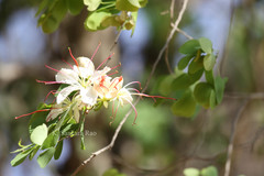 Bauhinia hookeri